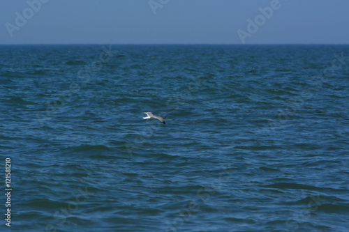 Seagull Soaring Over the Ocean