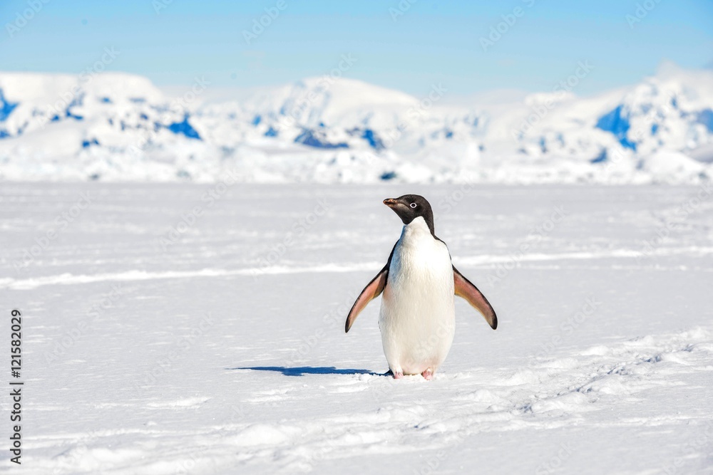 Fototapeta premium Adelie Penguin