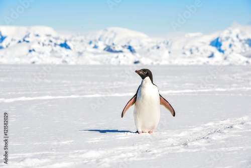 Adelie Penguin