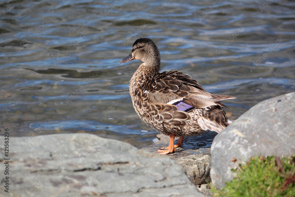 Female Mallard Duck at Tralee Bay Wetlands, County Kerry, Ireland