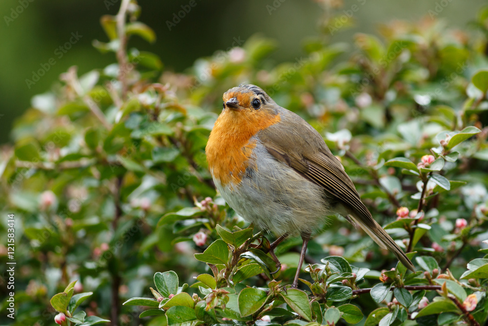 Little Robin Redbreast on a Bush in Keswick, England, UK Little Robin Redbreast on a Bush in Keswick, England, UK