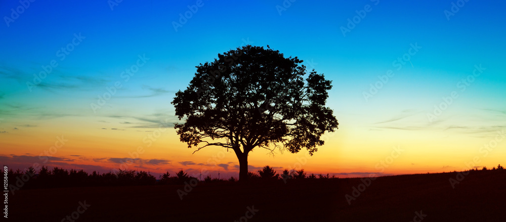 Fototapeta premium Sunset under the tree.