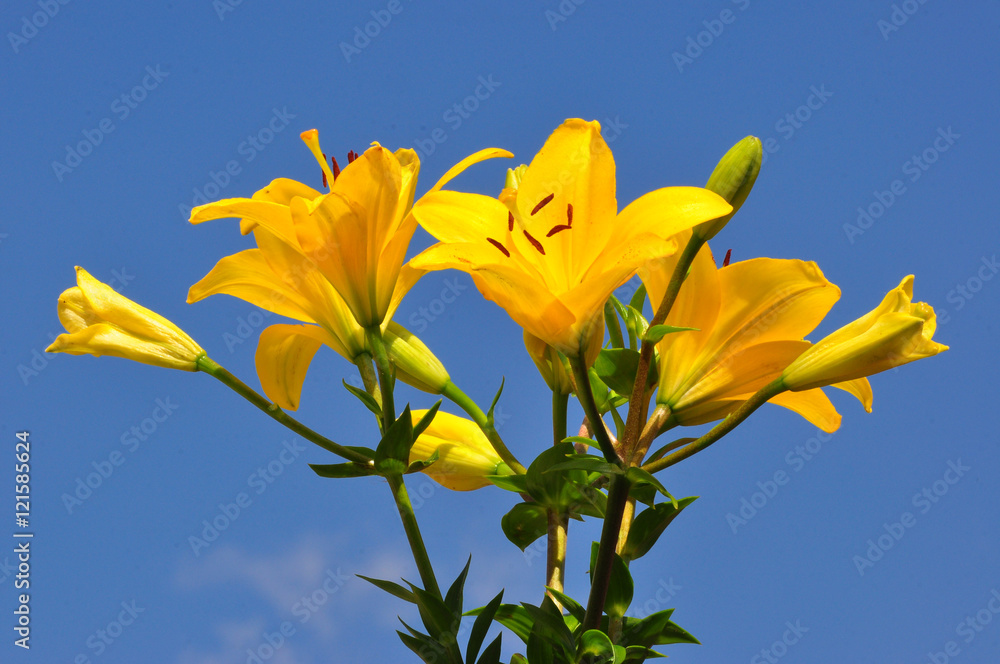 Fototapeta premium Sommerblume
