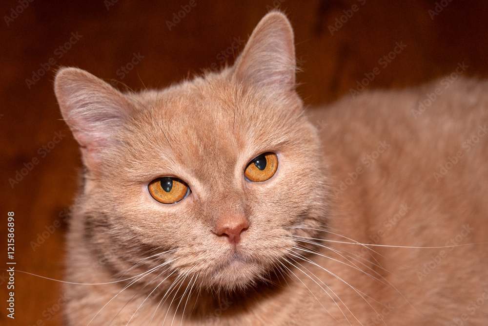 Fawn-colored or beige cat