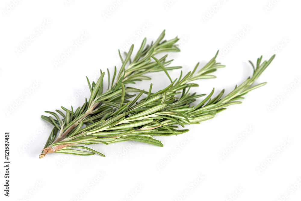 Fototapeta premium Rosmarienzweig