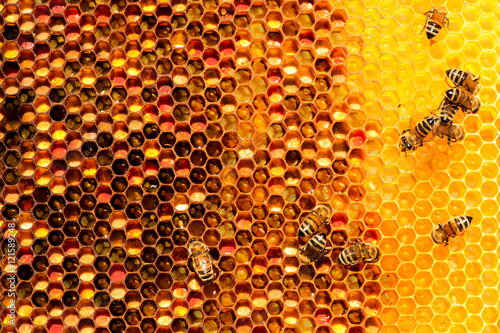 closeup of bees on honeycomb in apiary