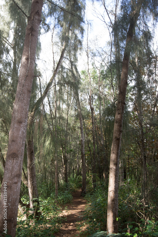 Naklejka premium The Lake