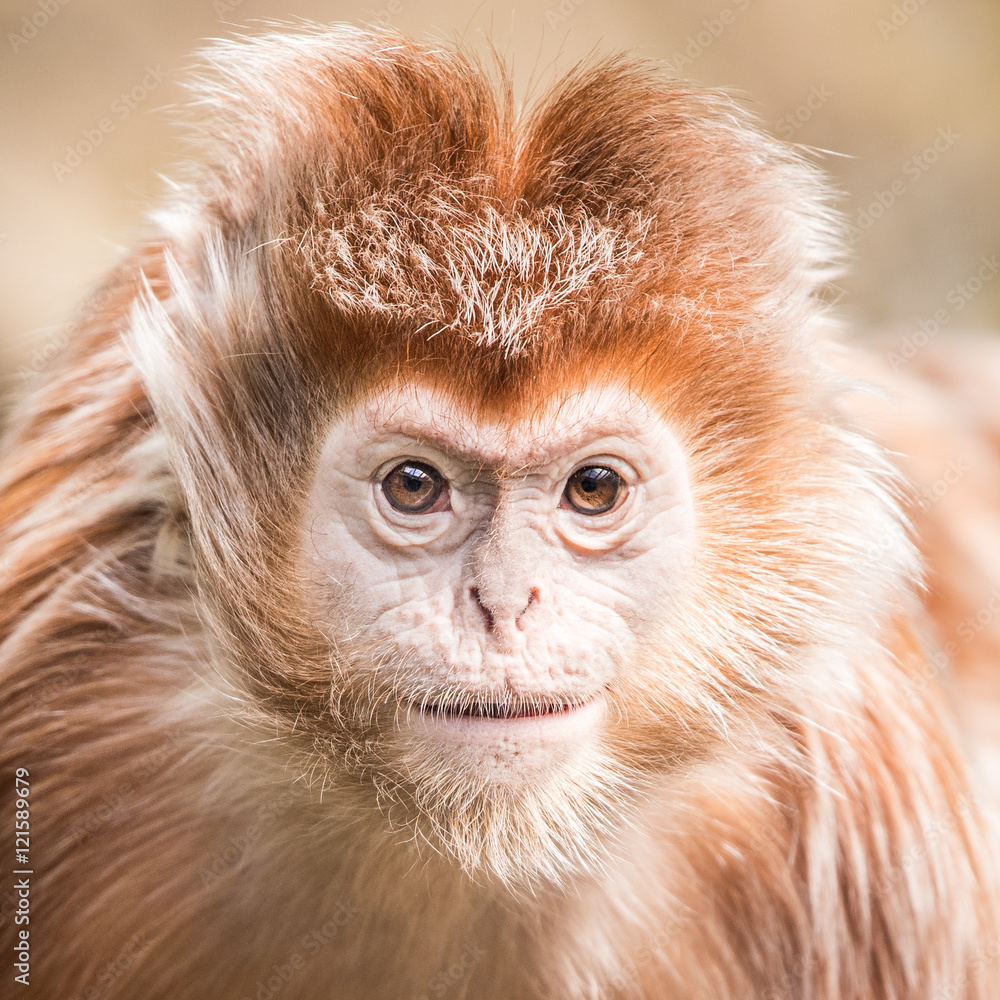 Obraz premium Ebony Langur