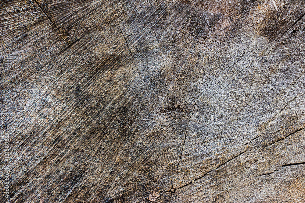 Wood texture of cut tree trunk, close-up 12 Wood texture of cut tree trunk, close-up 12