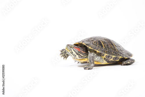 tortoise, isolated on white background
