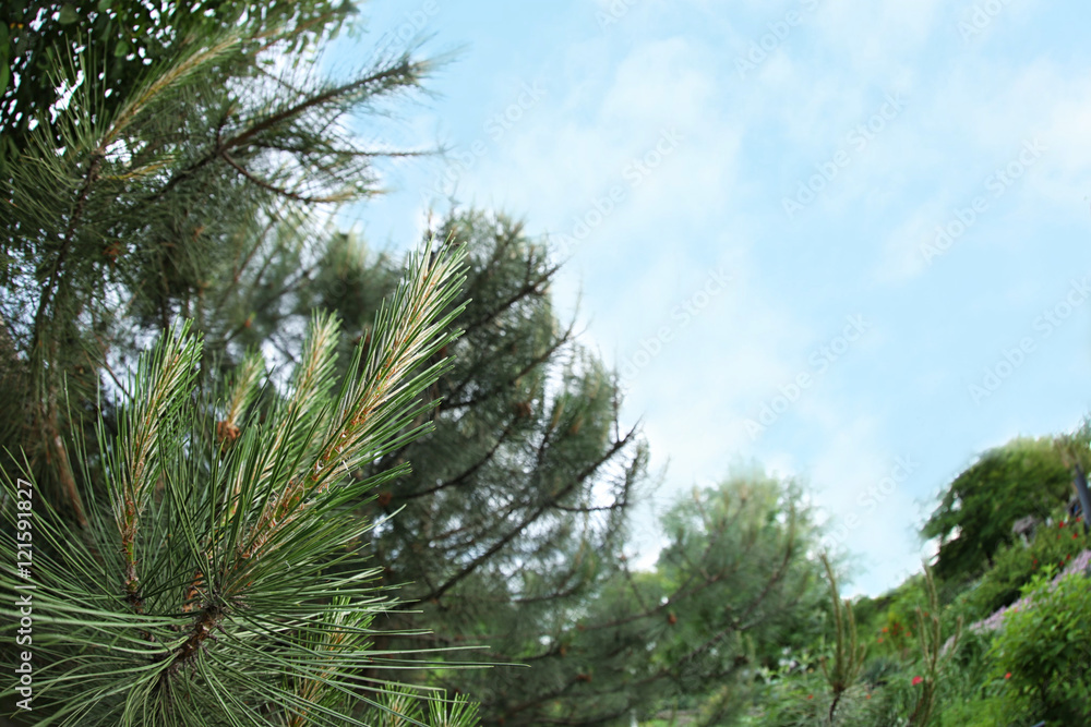 Green needle on sky background Green needle on sky background