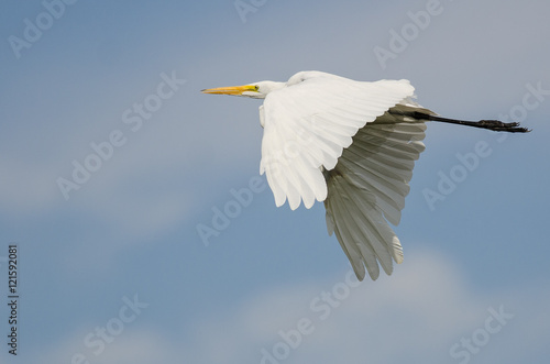 White Great Egret Flying in a Blue Sky © rck