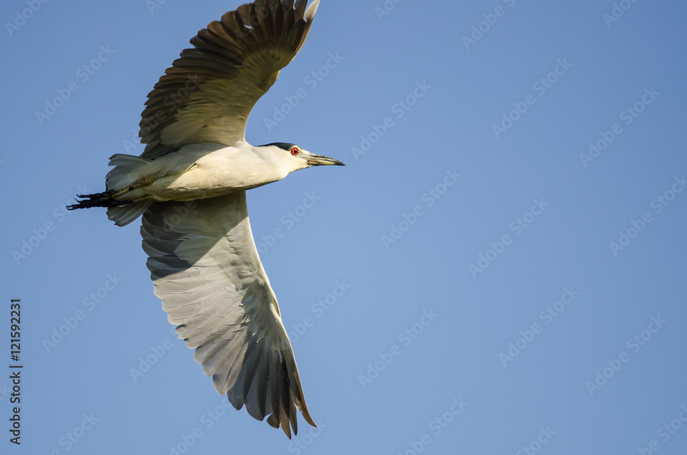 Obraz premium Black-Crowned Night Heron Flying in a Blue Sky