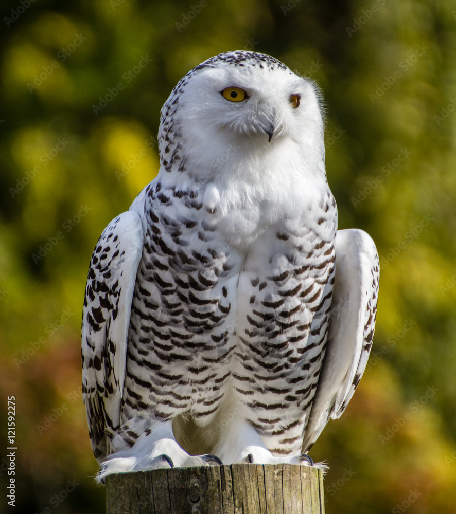 Obraz premium Snowy Owl