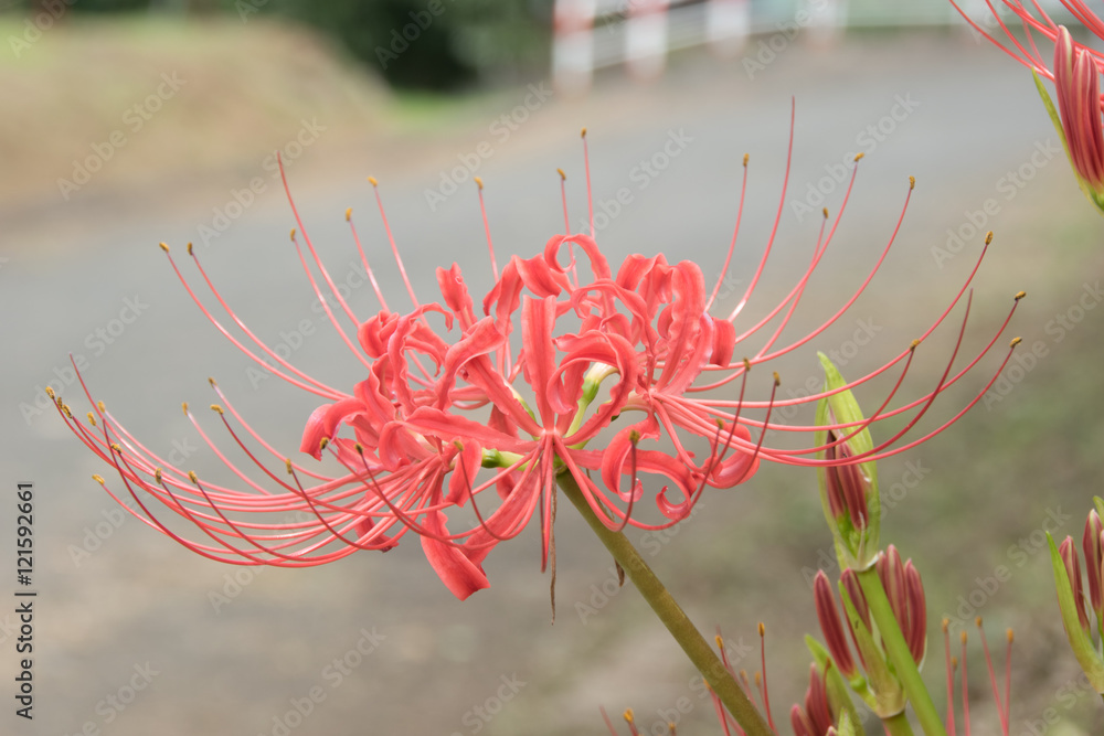 曼珠沙華畑の彼岸花