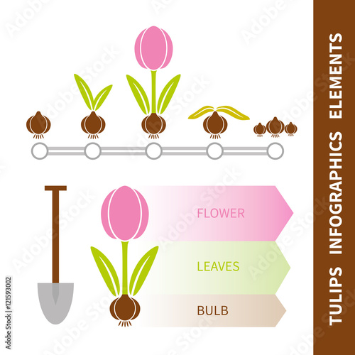 Tulip infographics elements set. Timeline of life of tulip bulb. Vector