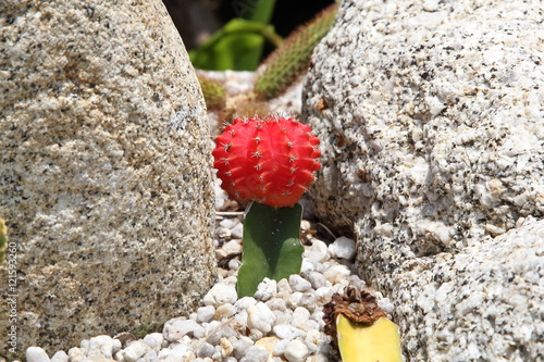 Cactus photo