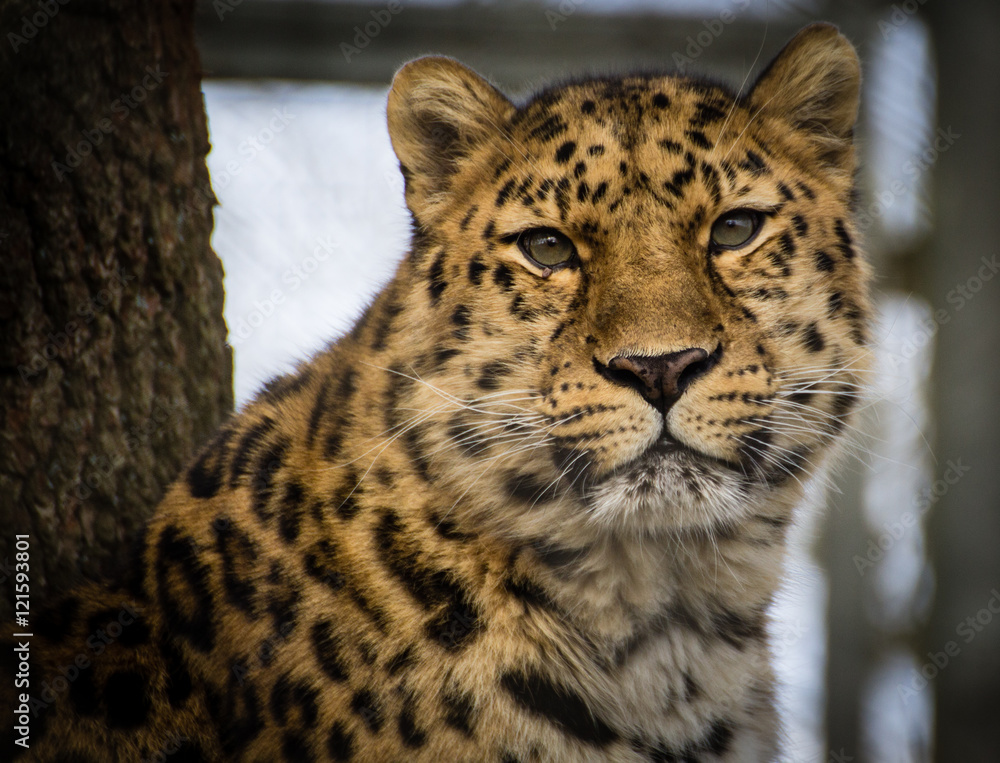Amur Leopard Amur Leopard