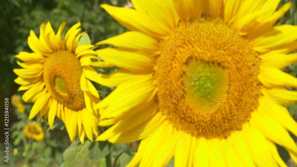sunflower close up 4k natural energy yellow big flower sun summer time organic natural no GMO non modified genetically pure renewable energy power big petals healthy fresh blue sky bright sunny sunflower close up 4k natural energy yellow big flower sun summer time organic natural no GMO non modified genetically pure renewable energy power big petals healthy fresh blue sky bright sunny