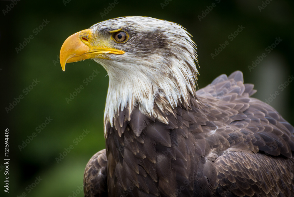 Fototapeta premium Eagle