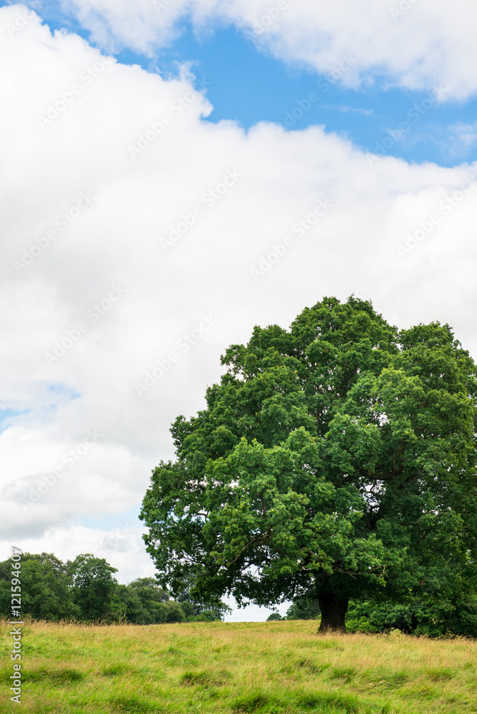 Green Landscape in the Park with Blue Sky and Fluffy White Clouds during Summer. England, Uk Green Landscape in the Park with Blue Sky and Fluffy White Clouds during Summer. England, Uk