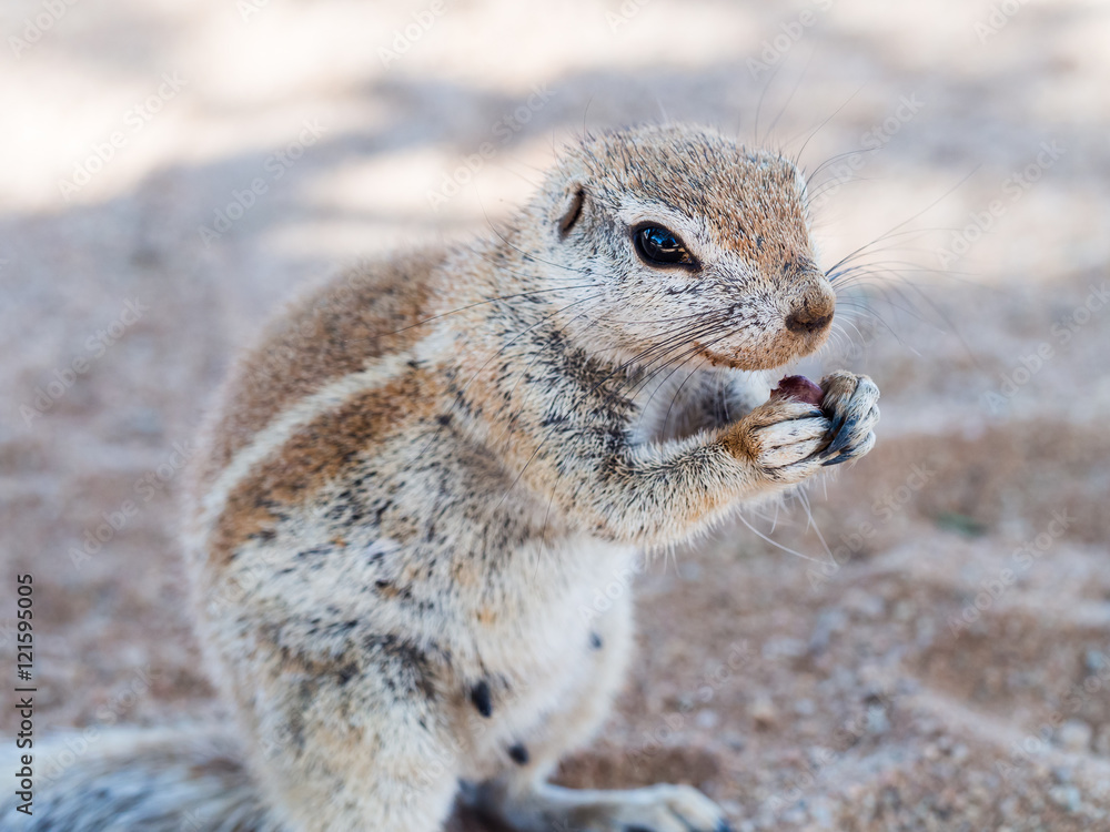 Obraz premium African ground squirrel