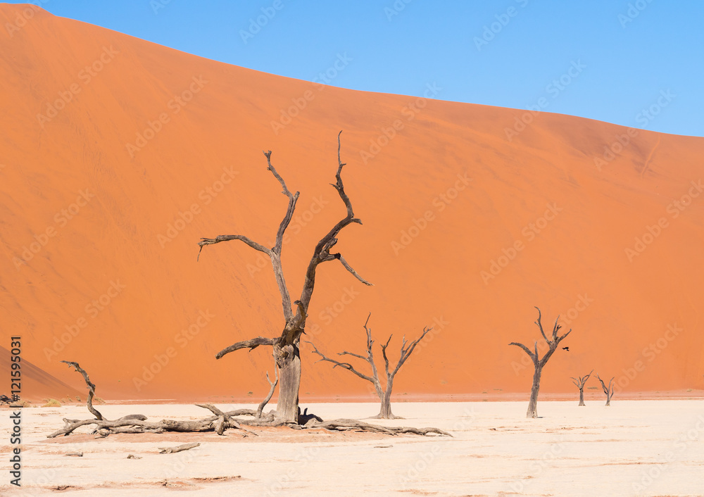 Dead Camelthorn (Acacia erioloba) Trees in Dead Vlei, Namibia