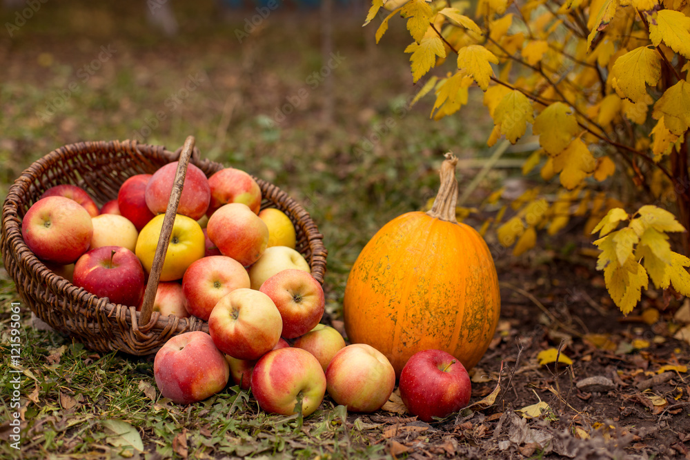 Organic ripe fruit in basket in autumn garden. Fresh apples and pumpkin in nature.