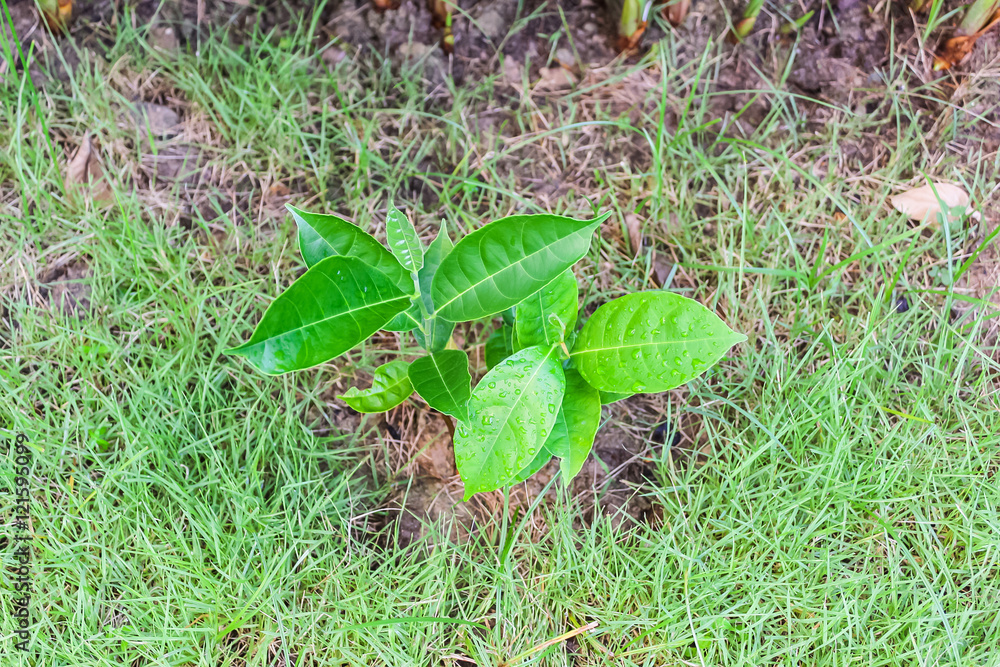 Obraz premium Young jack fruit tree