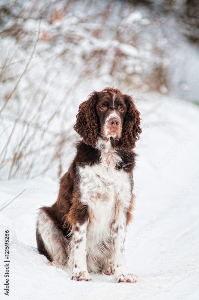 brown and white springer spaniel dog sitting outside on a snowy day