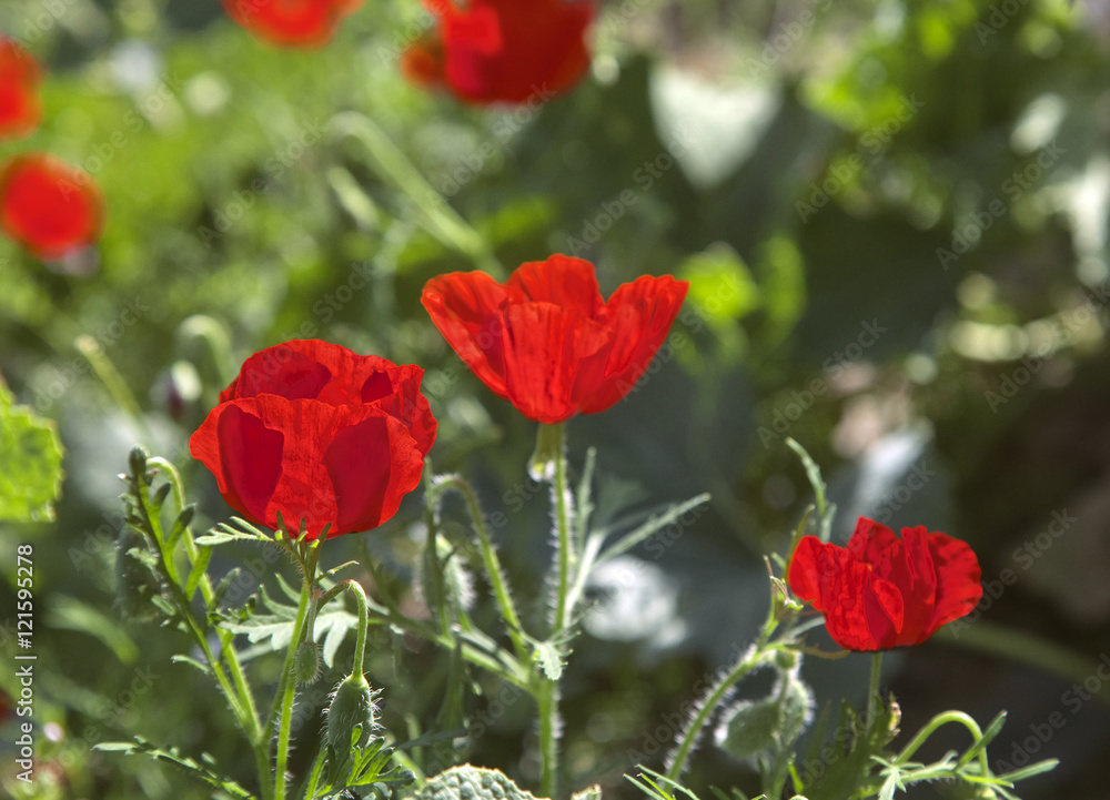 Poppy flowers on a meadow