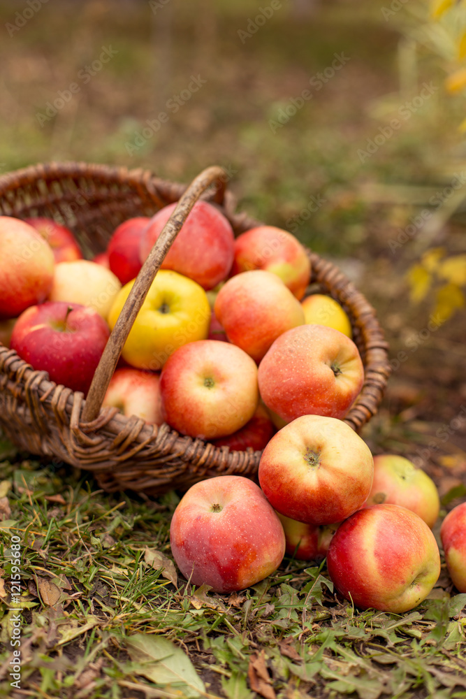 Organic ripe fruit in basket in autumn garden. Fresh harvest of apples. Nature fruit concept. Organic ripe fruit in basket in autumn garden. Fresh harvest of apples. Nature fruit concept.