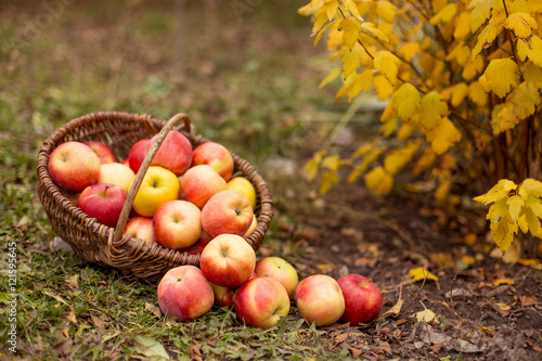 Organic ripe fruit in basket in autumn garden. Fresh harvest of apples. Nature fruit concept.