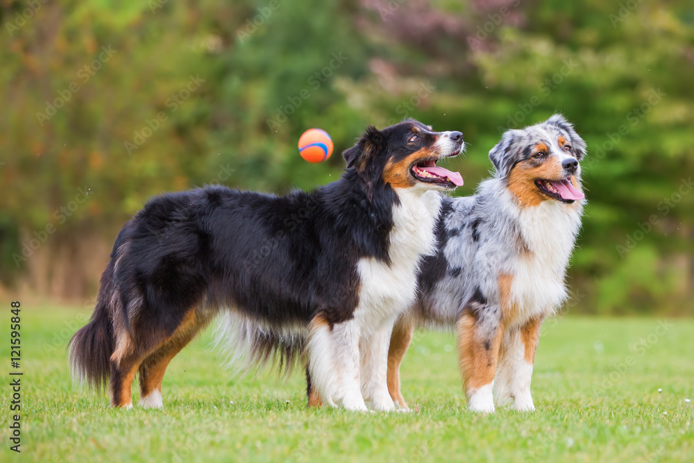 two Australian Shepherd standing together while a ball flying past