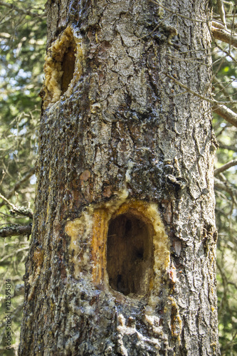 738 - holes on the trunks deglia trees 