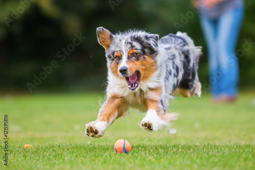 Australian Shepherd dog jumping for a ball