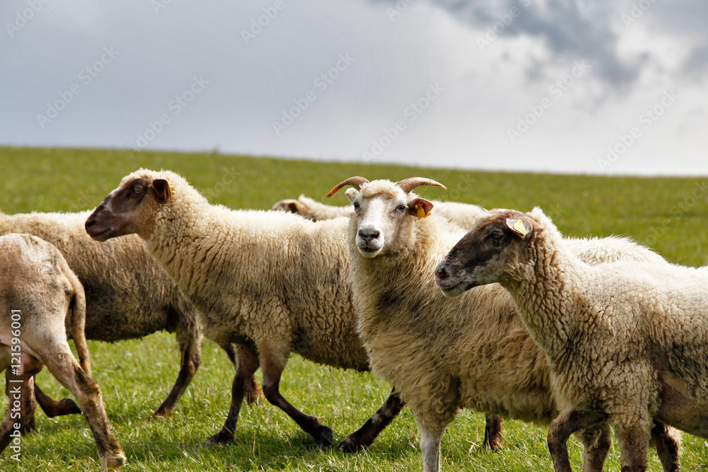 Sheep herd in a green meadow. Spring fields and meadows Sheep herd in a green meadow. Spring fields and meadows