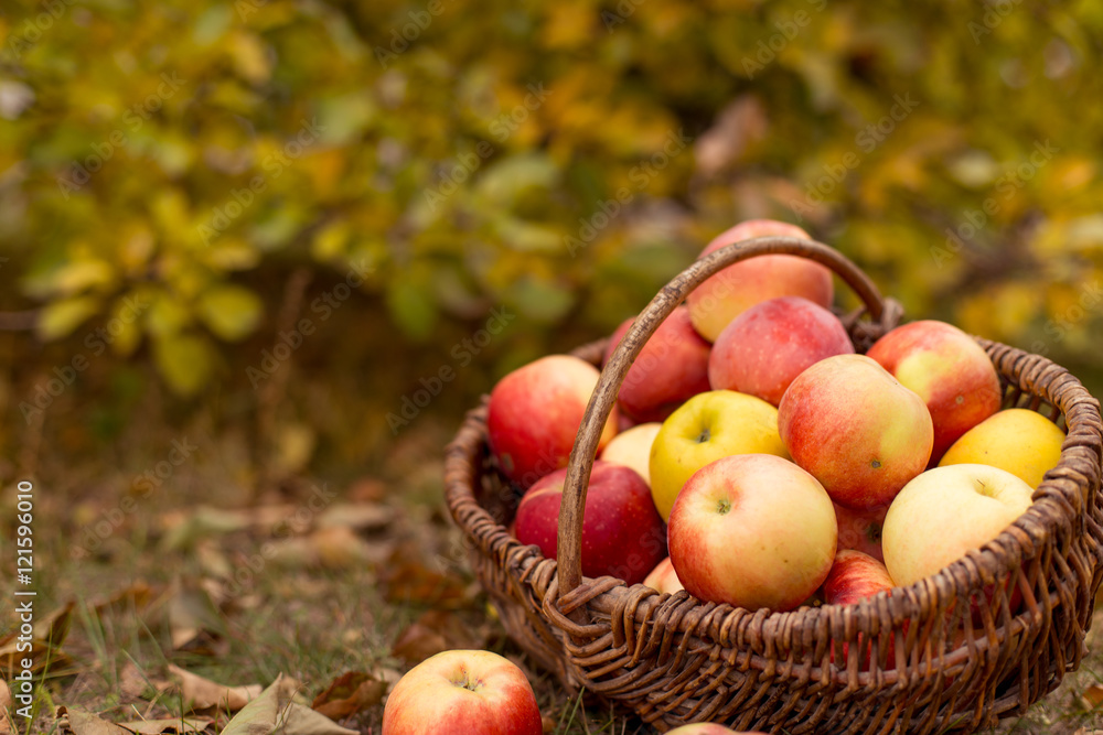 Organic ripe fruit in basket in autumn garden. Fresh harvest of apples. Nature fruit concept. Organic ripe fruit in basket in autumn garden. Fresh harvest of apples. Nature fruit concept.