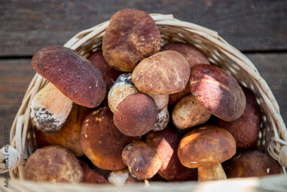Freshly Picked Mushrooms Boletus in the Basket Freshly Picked Mushrooms Boletus in the Basket