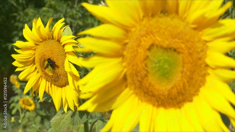 sunflower working bee bumblebee close up macro 4k honey pollen bees blue sky bright sunny weather close up 4k natural energy organic farming clean farm outdoors natural energy organic pure big flower sunflower working bee bumblebee close up macro 4k honey pollen bees blue sky bright sunny weather close up 4k natural energy organic farming clean farm outdoors natural energy organic pure big flower