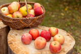 Organic ripe fruit (apples) in basket on wooden stump.  Autumn nature concept. 
