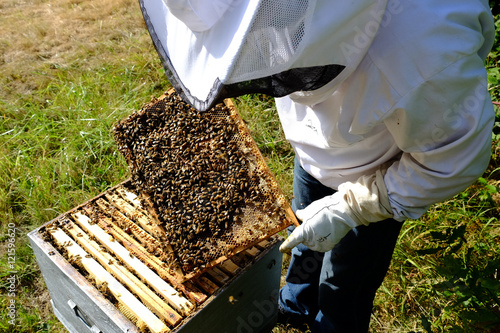Un apiculteur inspectant un cadre de ruche avec des abeilles © sgaze