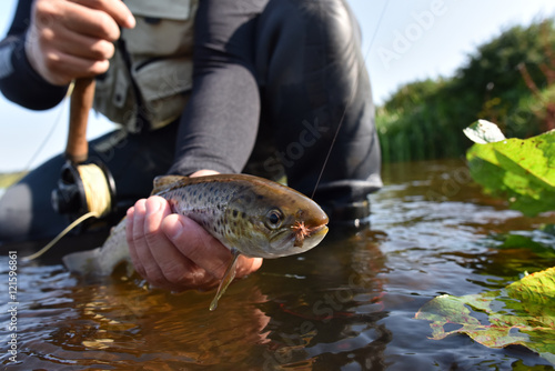 Fototapeta Naklejka Na Ścianę i Meble -  Fly-fisherman catching sea trout in river