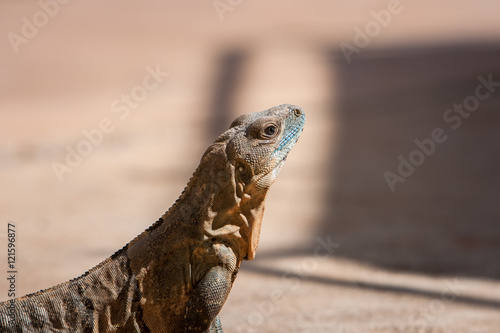 Leguan geniesst die Hitze Mexikos