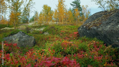 Autumn in the Arctic circle.Bright and colorful Northern nature in autumn