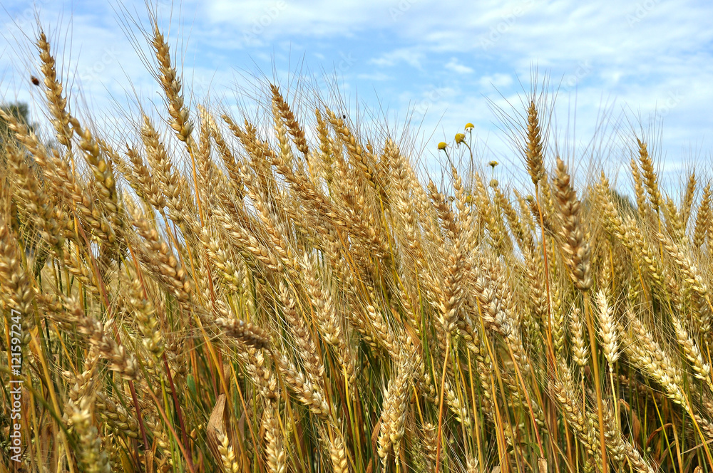 Field with ripe ears of wheat full grain Field with ripe ears of wheat full grain