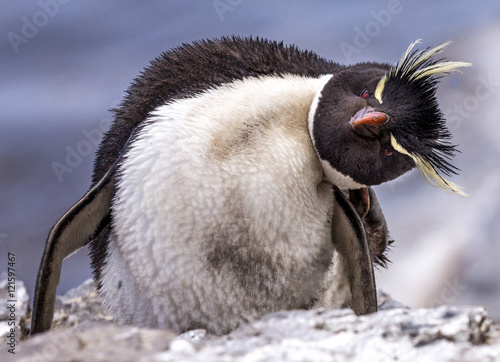 Southern Rockhopper Penguin photo