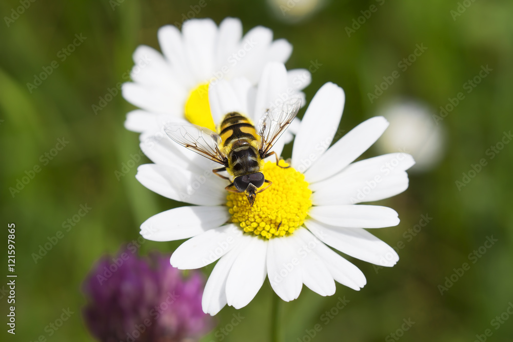 Bee collecting nectar on marguerite flower Bee collecting nectar on marguerite flower