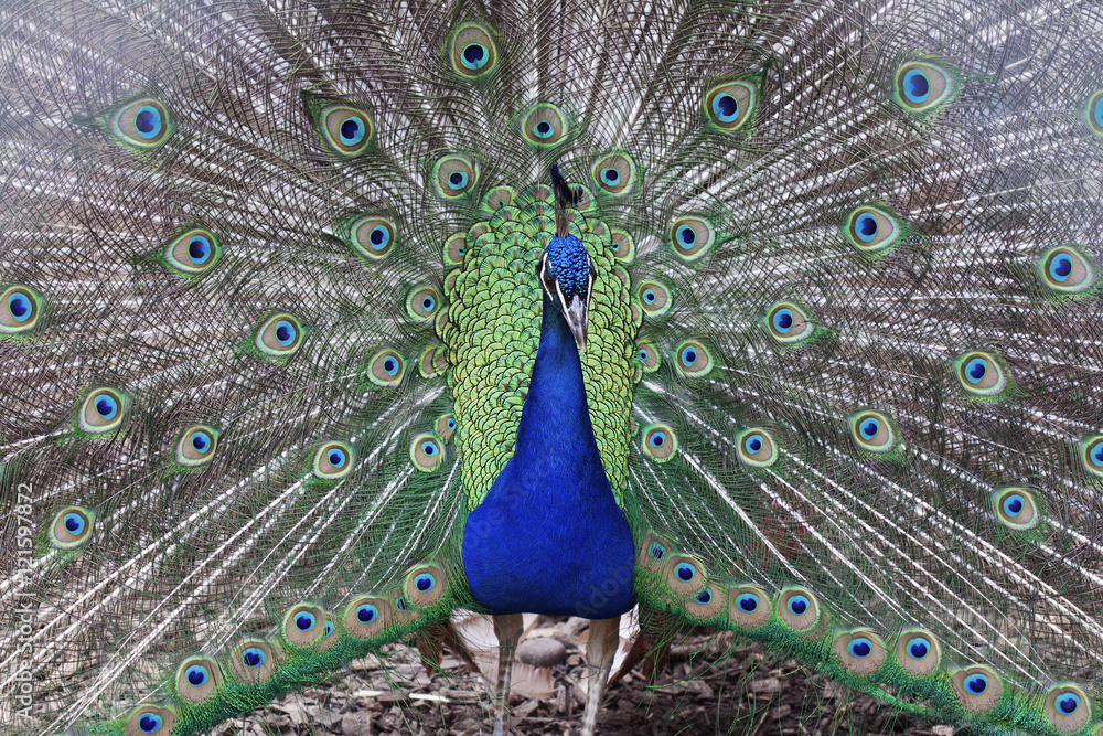 Fototapeta premium Beautiful peacock