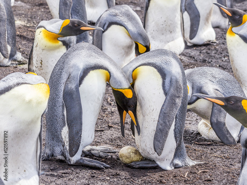 King Penguins in Egg Transfer